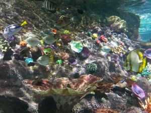 Héloïse De Ré, Melbourne Aquarium